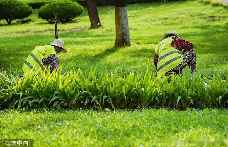 宝山城市绿化带植物叫什么