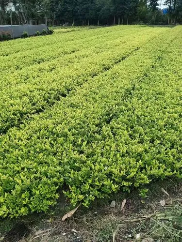 四川孔雀草绿化工程用苗